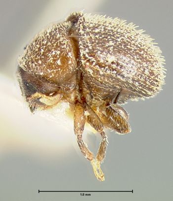 Media type: image;   Entomology 971 Aspect: habitus lateral view